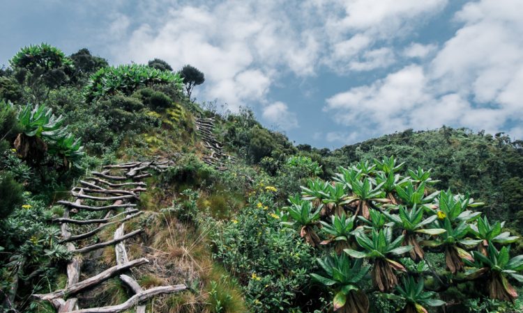 Mount-Sabyinyo-hiking-Uganda-7-750×450-1