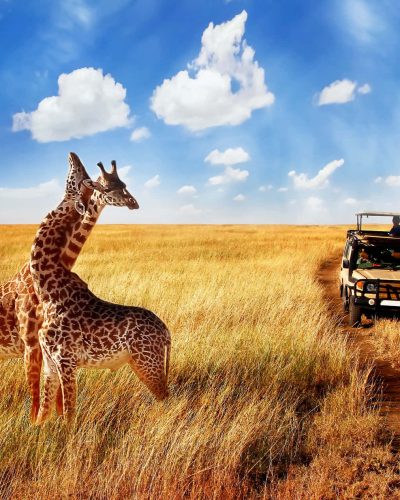 safari-pictures